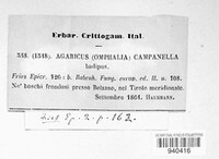Xeromphalina campanella image